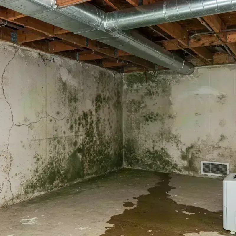 Professional Mold Removal in Lee County, KY